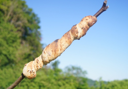 Schlangenbrot