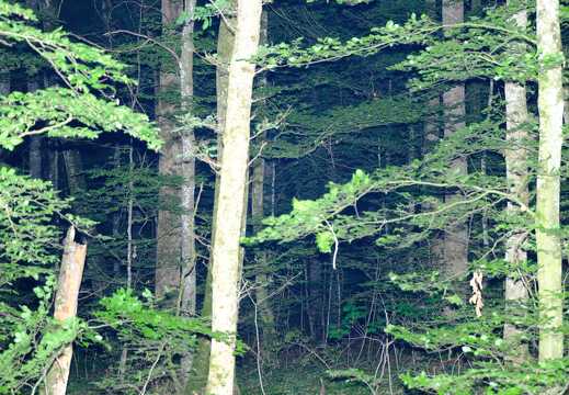Erleuchteter Wald im Nachtgame