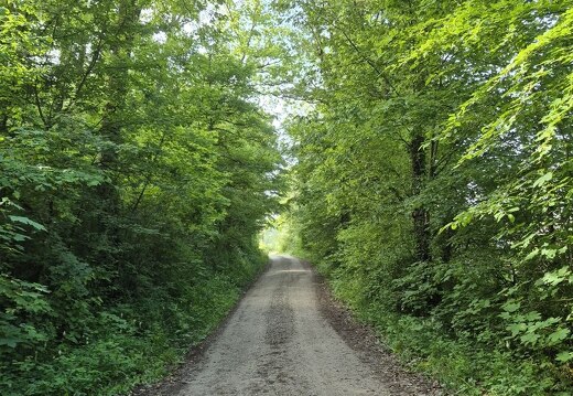 Waldweg zum Lagerplatz